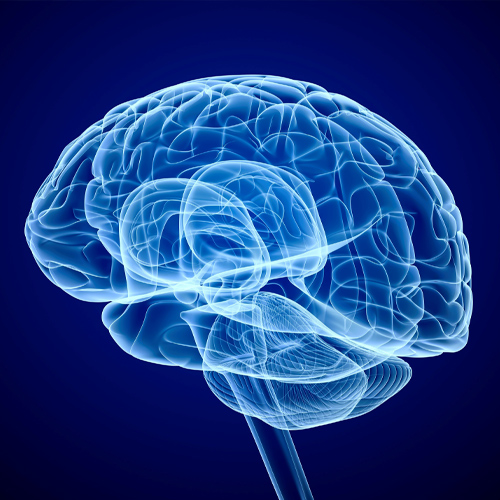 En illustration av en mänsklig hjärna